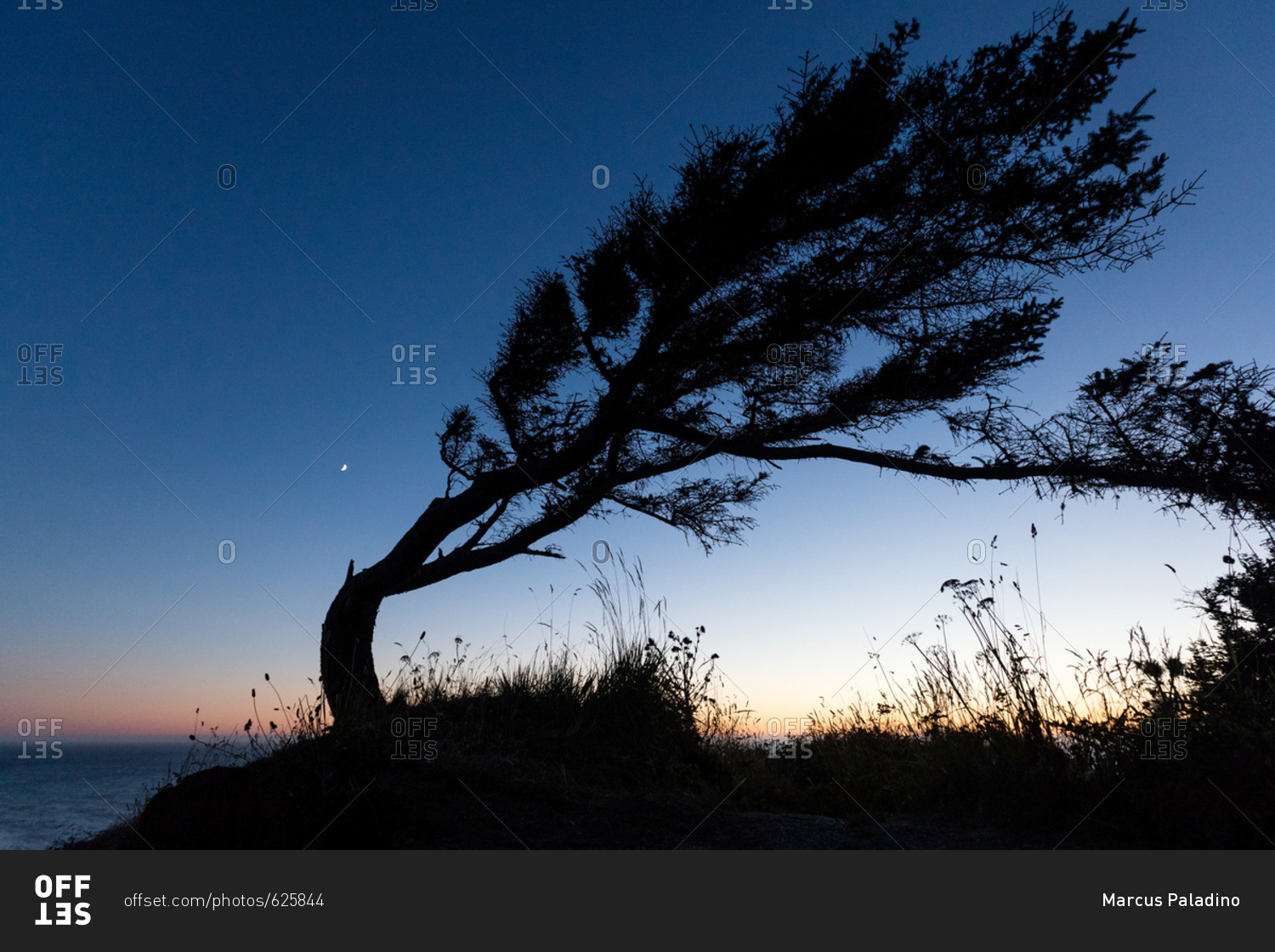 Silhouette of bent tree beside the ocean at night