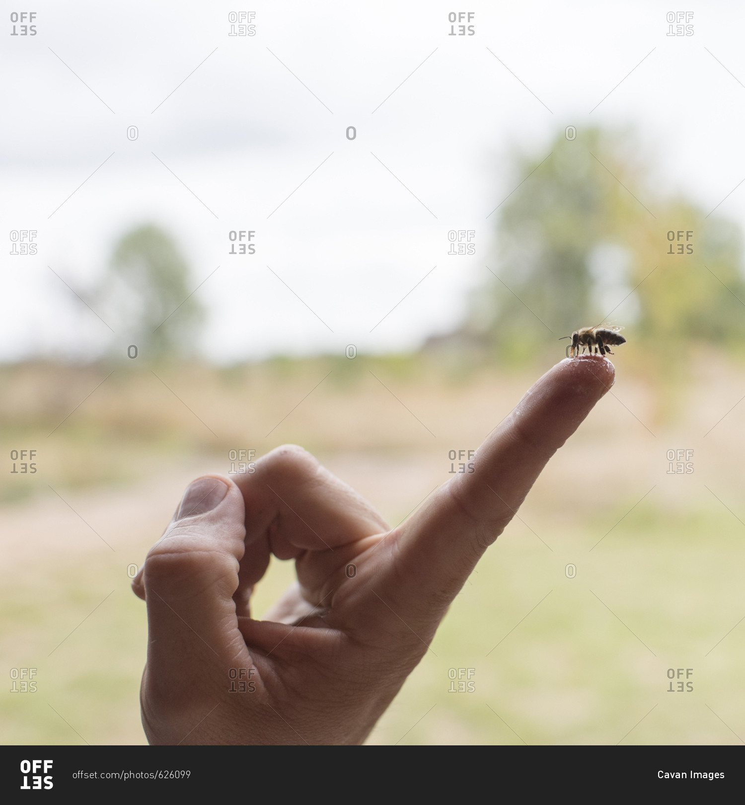 Close-up of bee feeding honey on man\'s index finger