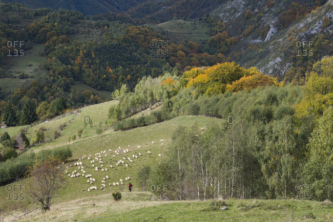 Posaga de Sus, Alba, Romania - October 17, 2015: Flock of Sheep, Ovis aries, in autumn landscape