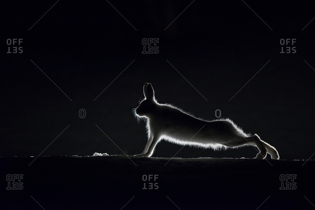 Silhouette of a Mountain hare, Lepus timidus, stretching