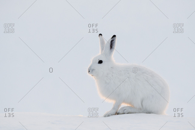 Mountain hare, Lepus timidus, resting on snow