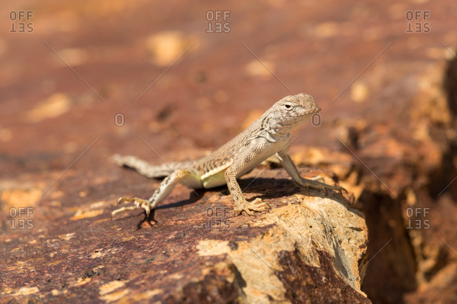 A Canyon Lizard sunbathing on a rock in Big Bend National Park