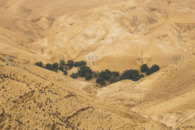 Patch of trees growing in a hilly desert, West Bank, Israel (Palestine)