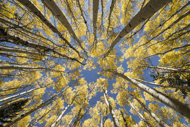 Directly below shot of aspen trees growing against sky in forest