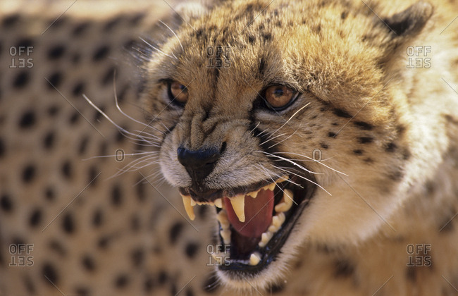 Cheetah snarling (Acinonyx jubatus). DeWildt Cheetah Research Centre.  South Africa. Captive