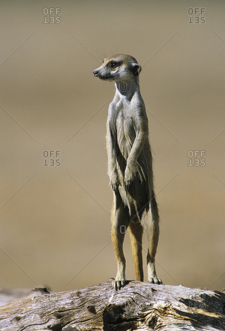Suricate / Meerkat  (Suricata suricatta) standing on guard. Kgalagadi Transfrontier Park, South Africa