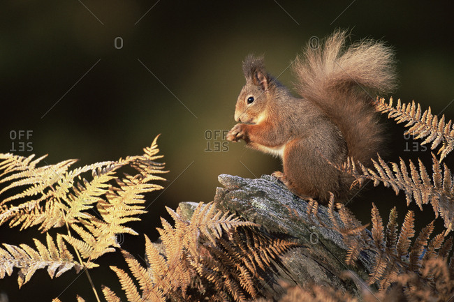 Red squirrel in autumn (Sciurus vulgaris). Strathspey, Scotland, UK
