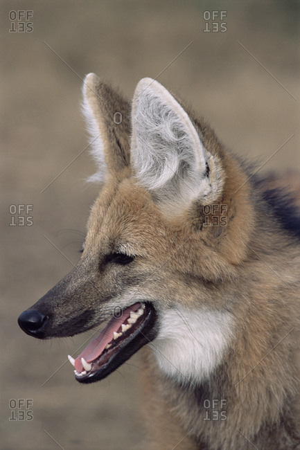 Maned wolf (Chrysocyon brachyurus). Argentina, captive