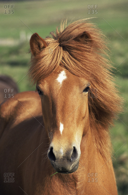 Horse hair (Equus caballus), SEM - Stock Image - C037/0577 - Science Photo  Library