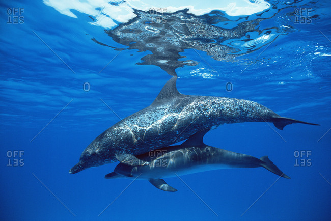 Atlantic spotted dolphin with calf (Stenella frontalis). Bahamas