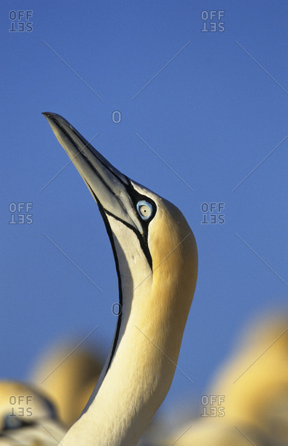 Cape gannet (Sula / Morus capensis) head. Lamberts bay, South Africa