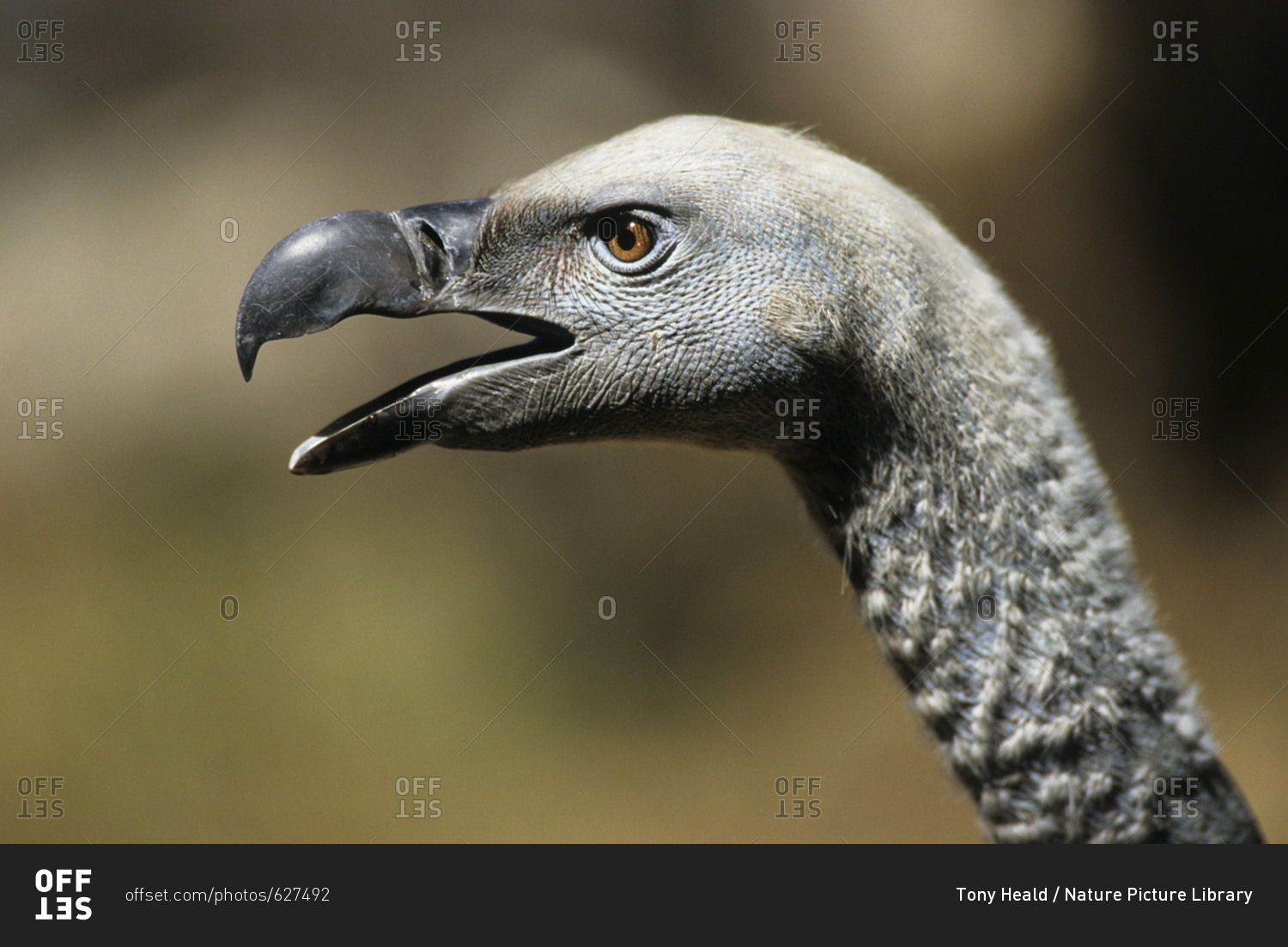 Cape vulture (Gyps coprotheres) head profile with open beak. De Wilt, South Africa