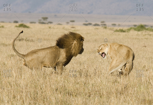 African lion (Panthera leo) approaching lioness to mate. Masai Mara, Kenya