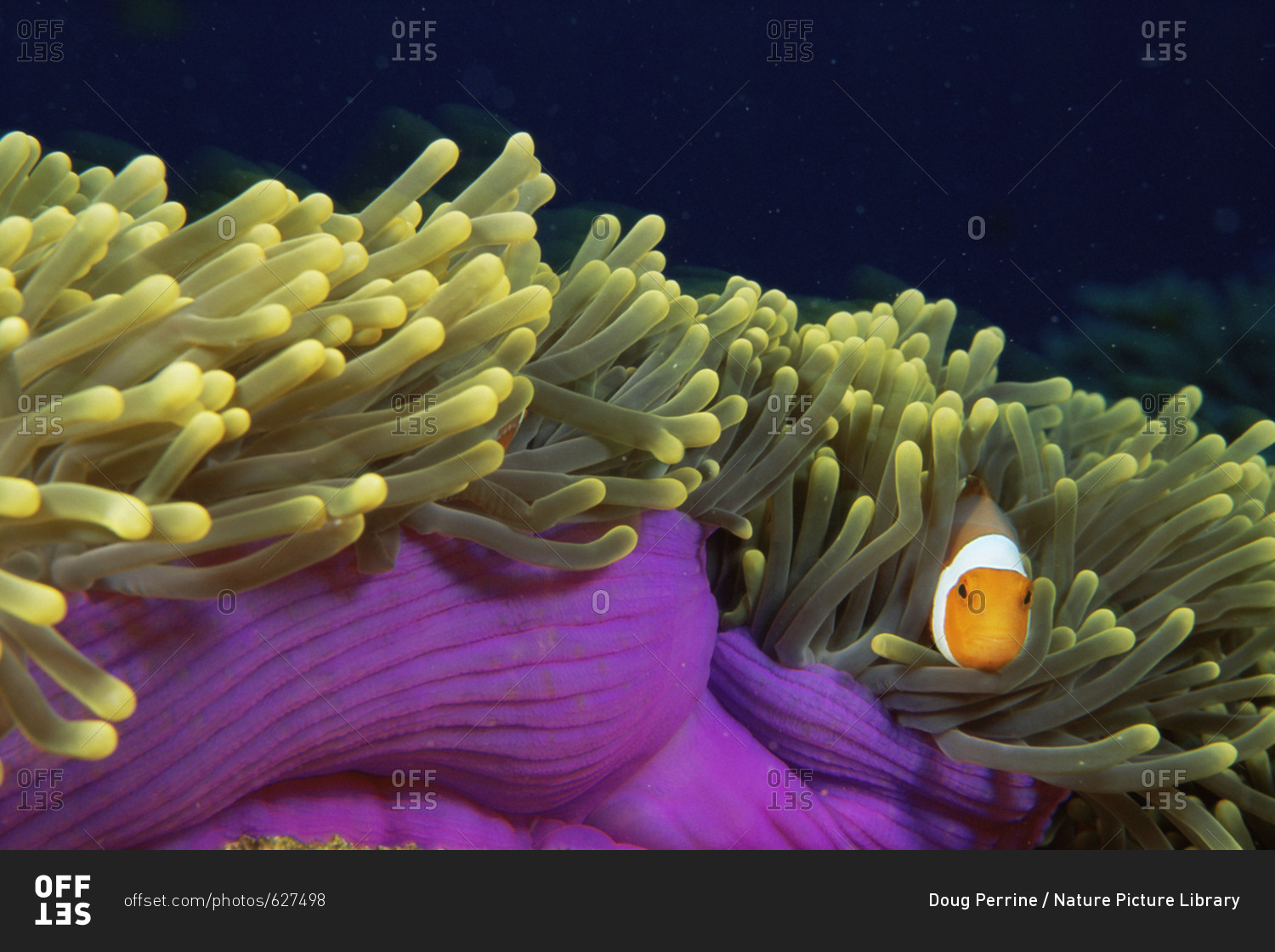 False clown fish (Amphiprion ocellaris) among tentacles of host sea anemone (Heteractis magnifica), Surin, Thailand