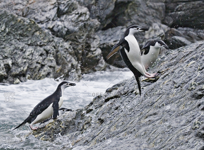 Chinstrap Penguins (Pygoscelis antarctica) adults leaping onto rocks. Elephant Island, Antarctic Peninsula