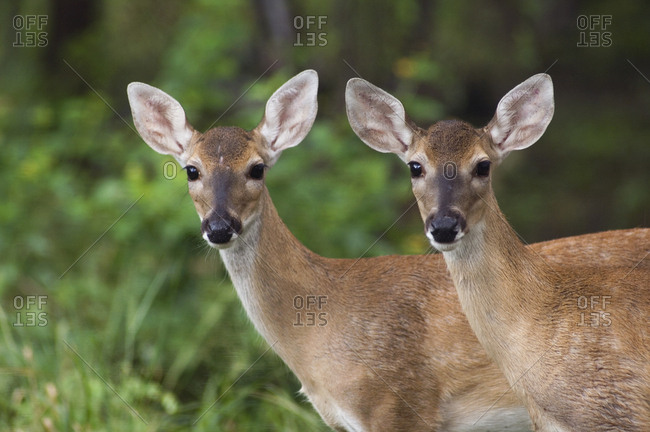 White-tailed Deer (Odocoileus virginianus) two young fawns. Texas, USA. June