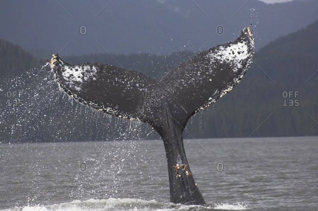 Humpback Whale (Megaptera novaeangliae) waving and slapping its flukes (tail) in water. off Princess Royal Island, Great Bear Rainforest, British Columbia, Canada