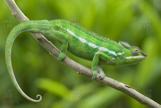 Panther chameleon (Furcifer pardalis) on branch, Madagascar, Africa