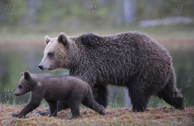 Eurasian brown bear (Ursus arctos) mother walking with cub, Suomussalmi, Finland. July