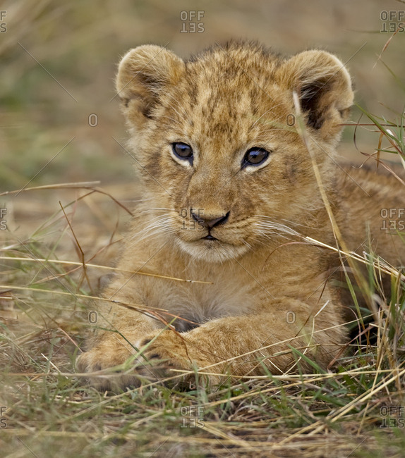 African lion (Panthera leo) cub, Masai Mara, Kenya, Africa