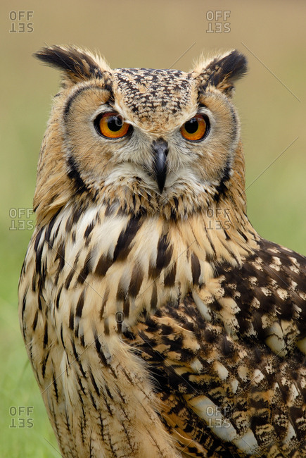 Indian eagle owl (Bubo bengalensis) portrait, captive, from India