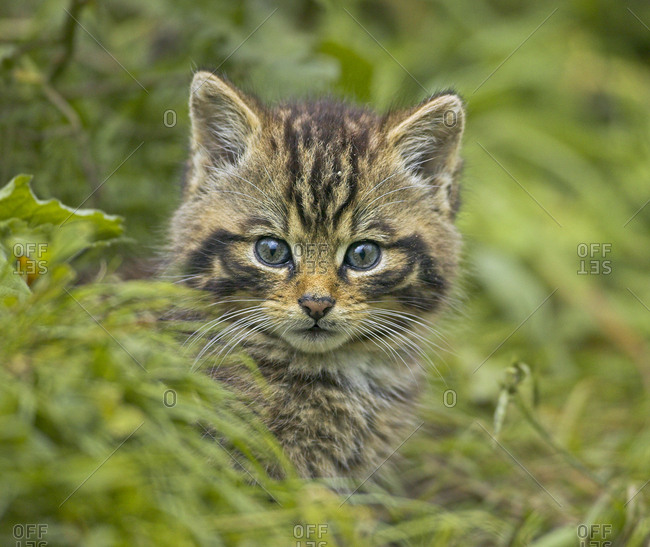Scottish wild cat (Felis sylvestris) kitten outside den, captive, UK
