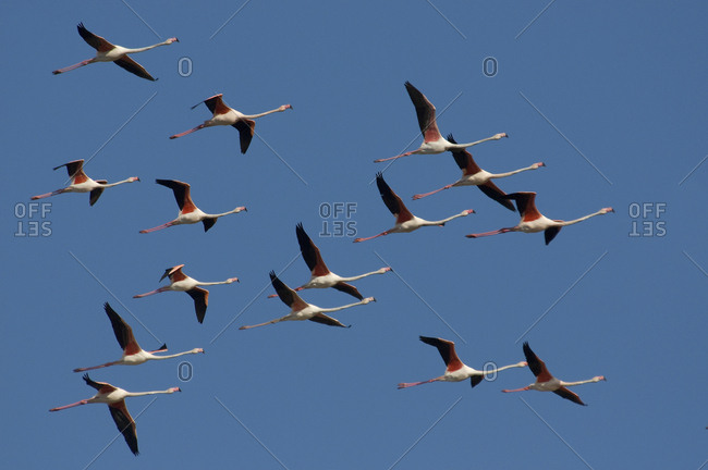 Flock of Greater flamingos (Phoenicopterus rubber) in flight,  Lesbos, Greece