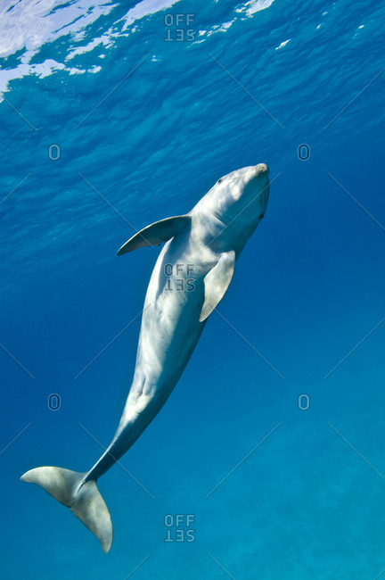 Bottlenose dolphin (Tursiops truncatus) swimming in a spiral movement, Sandy Ridge, Little Bahama Bank. Bahamas