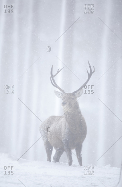 Red deer (Cervus elaphus) stag in pine forest in snow blizzard. Alvie Estate, Cairngorms NP, Highlands, Scotland, UK, March
