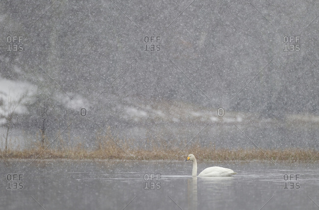 Whooper swan (Cygnus cygnus) on water during snow storm. Loch Insh, Cairngorms NP, Highlands, Scotland, UK. March 2011