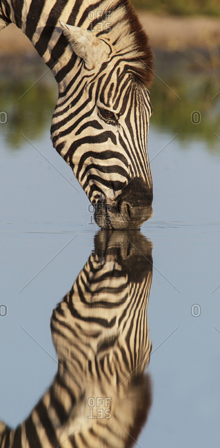 Common zebra (Equus quagga) drinking with reflection, Etosha National Park, Namibia