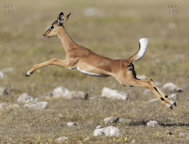 Black faced Impala (Aepyceros melamis petersi) female jumping, Etosha National Park, Namibia