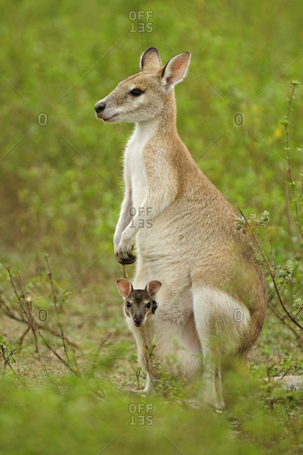 Agile wallaby (Macropus agilis) female with joey in pouch. Bumarru Plains, Northern Territories, Australia