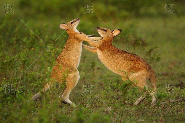 Agile wallabies (Macropus agilis) sparring and fighting. Bumarru Plains, Northern Territories, Australia