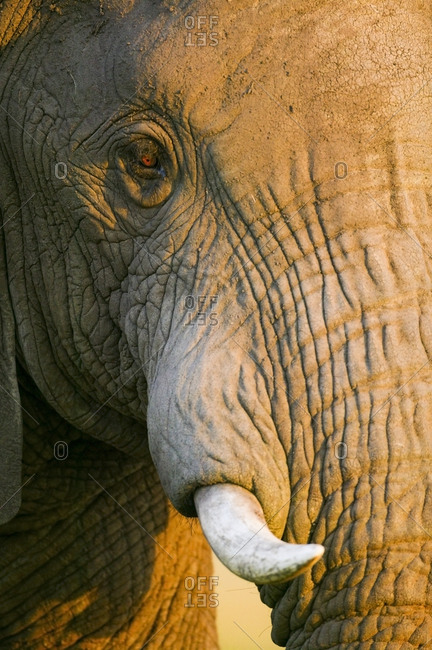 African Elephant (Loxodonta africana) close-up. Masai-Mara Game Reserve, Kenya
