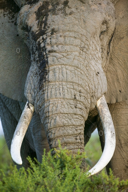 African Elephant (Loxodonta africana) large male feeding. Masai-Mara Game Reserve, Kenya