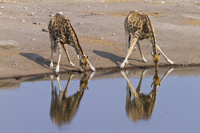 South african giraffe (Giraffa camelopardalis giraffa) drinking. Etosha National Park, Namibia