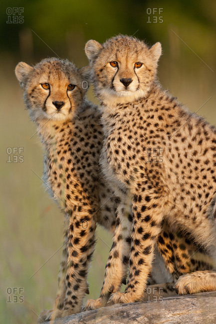 Cheetah (Acinonyx jubatus) cubs aged 6 months, Masai-Mara Game Reserve, Kenya. Vulnerable species