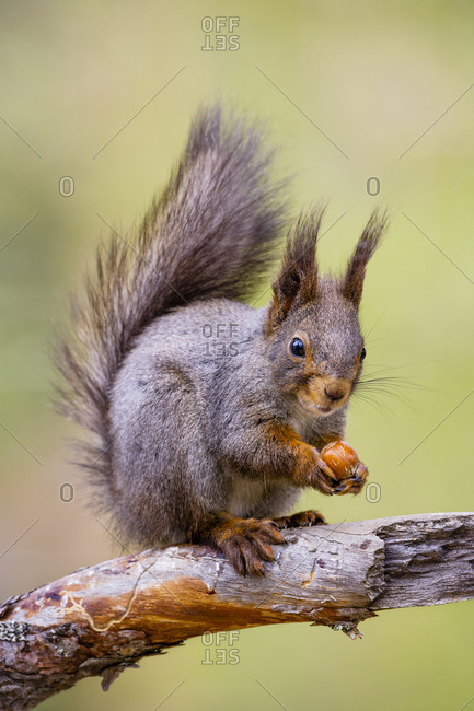 Red Squirrel (Sciurus vulgaris) sitting on branch with hazelnut. Skelleftea, Sweden, May
