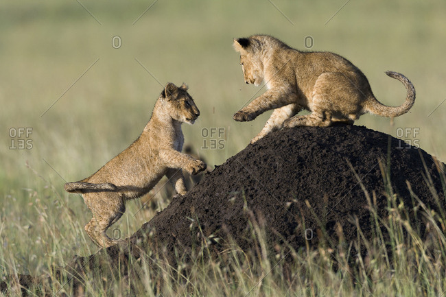 Lion (Panthera leo) cubs playing on termite mound, Masai-Mara game reserve, Kenya. Vulnerable species