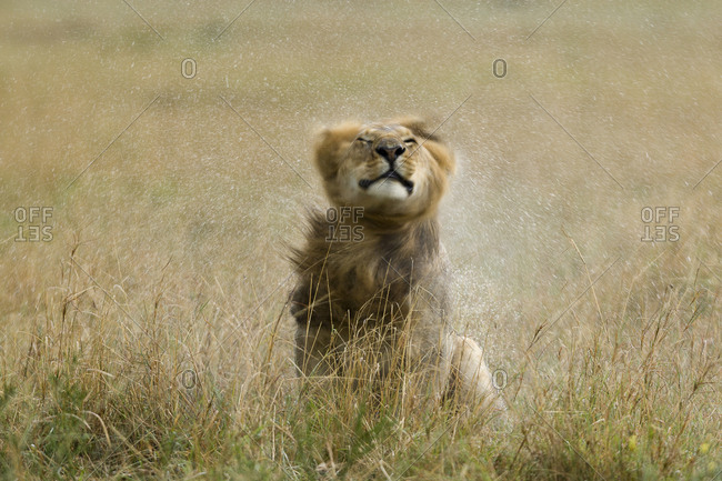Lion (Panthera leo) male  shaking water from its mane  after rain, Masai-Mara Game Reserve, Kenya. Vulnerable species