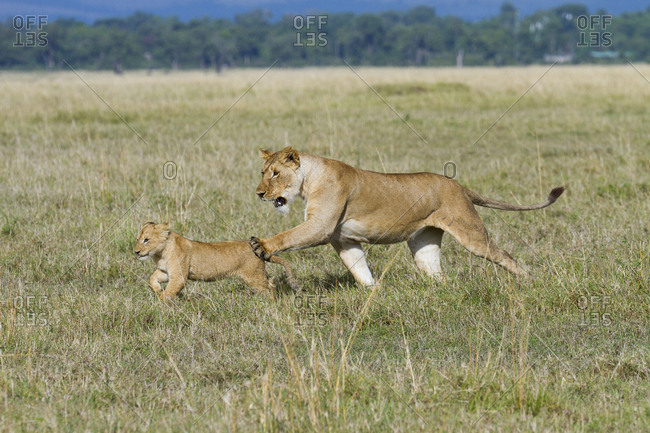 Lioness (Panthera leo) and cub playing, Masai-Mara Game Reserve, Kenya. Vulnerable species