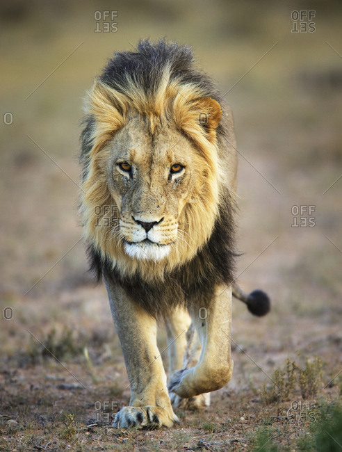 Lion (Panthera leo), male, Kgalagadi Transfrontier Park, South Africa