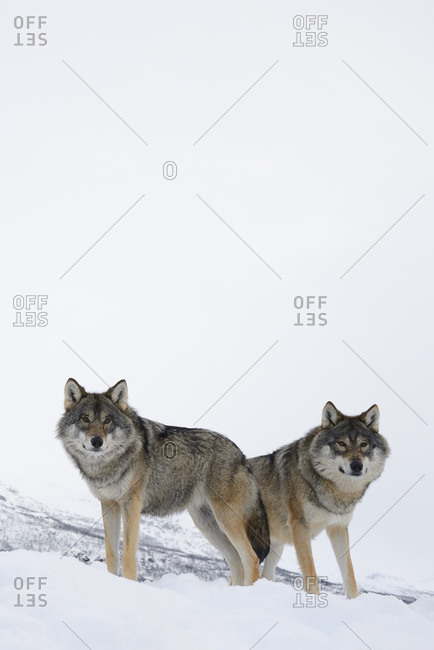 Two European grey wolves (Canis lupus) in snow, captive, Norway, February