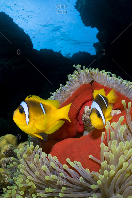 Pair of Red Sea anemonefish (Amphiprion bicinctus) in Magnificent sea anemone (Heteractis magnifica), which has closed up in the late afternoon revealing its red skirt. St Johns Reef. Egypt. Red Sea