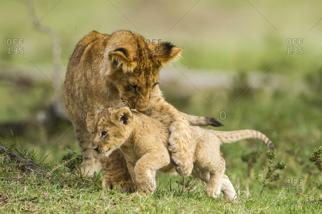 Lion (Panthera leo) cubs playing, Masai Mara Game Reserve, Kenya, September