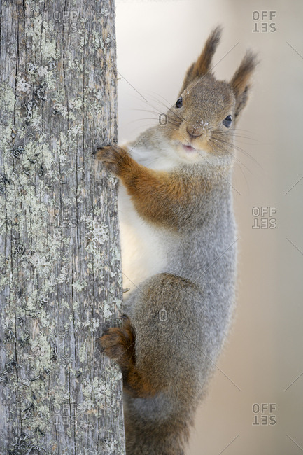 Red squirrel (Sciurus vulgaris) on dead tree truck looking. Portrait. Kuusamo, Finland. March