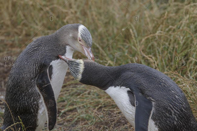 Two Yellow eyed penguins (Megadyptes antipodes) mutual preening.  Katiki Point, Moeraki, Otago, New Zealand. January. Endangered species