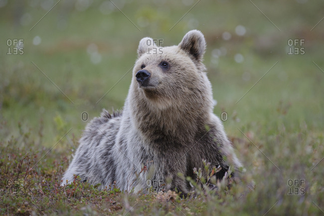 European brown bear (Ursus arctos arctos) lying down in forest clearing. Kajaani, Finland. June
