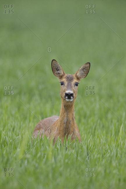Female Roe deer (Capreolus capreolus) standing in a wheat field, Norway, June